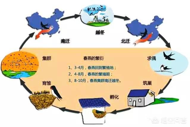 南方鸟类图片大全:一到冬天，燕子就往南飞，那么什么地方才是南方呢？