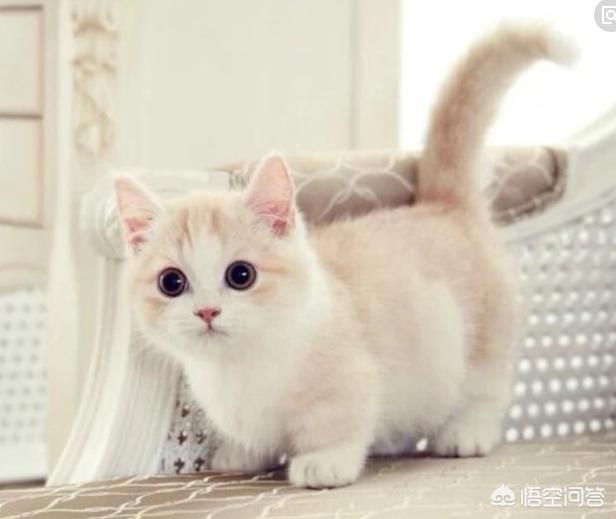 北京萨凡纳猫出售:萨凡纳猫多少钱一只 北京十渡发现“小豹子”，它有多危险？