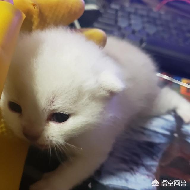头条问答- 如何通过猫咪的行为和表现来检查判断猫咪是否生病？(被嫌弃 