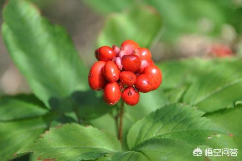 生菜泡水喝能改善失眠吗，用什么泡水喝能调理肝郁火引起的失眠