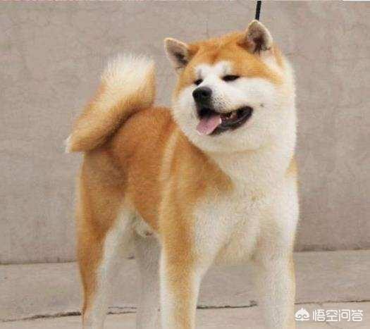 秋田犬蓬夫1080:有哪些只听名字不以为意，但看完立马吹爆的电影？ 秋田犬蓬夫 电影