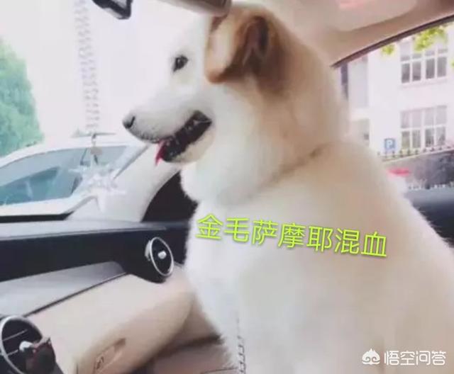 泰迪最好的沐浴露:狗狗毛发有点发黄，哪款沐浴露可以缓解？