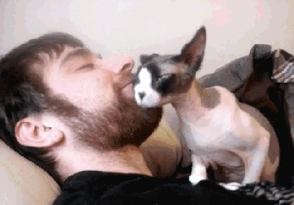 为什么晚上睡觉时猫咪总喜欢靠近自己的头，而且咕噜声还很大？插图37