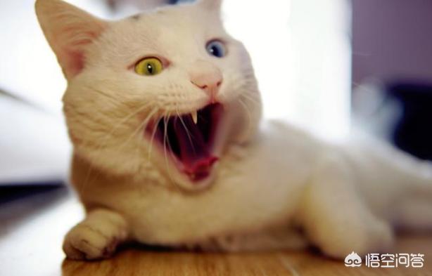兔子拉稀了吃妈咪爱:猫咪拉稀，可以吃妈咪爱吗？