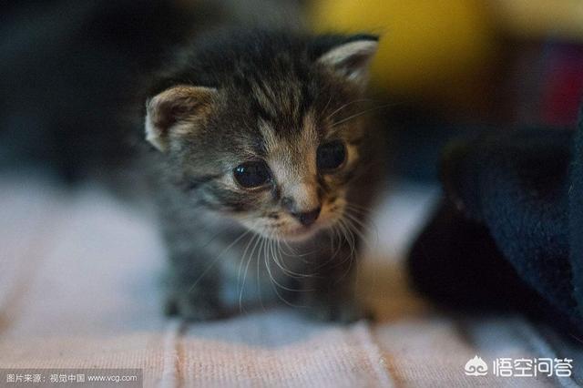 母猫会养小猫吗:如何让生产一个月后的母猫，喂养非亲生的小猫？