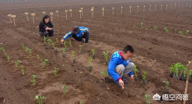 网上算命怎样推广,网上种地怎么向客户推广？