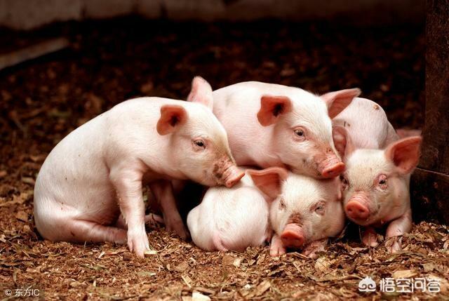 西南地区重庆市发生猪瘟疫情，对生猪价