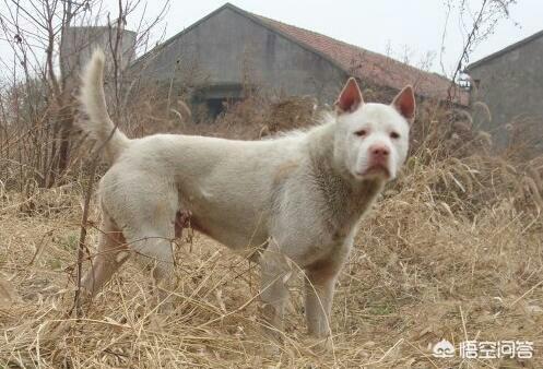 法国獒犬伤人:如何看待美国15个月大女童被自家宠物狗斗牛犬咬死？ 西班牙獒犬咬人