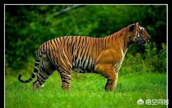 鬃狗能打这红藏獒:两只藏獒可以打得过体型最小的老虎苏门答腊虎吗？为什么？