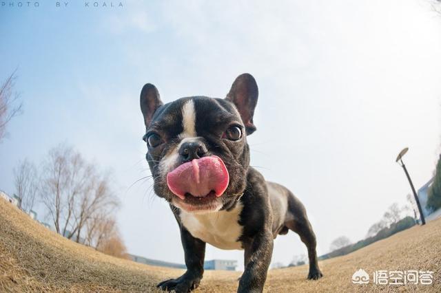 斗牛犬性格有什么缺点:法国斗牛犬的优点和缺点 你最接受不了法斗犬的什么缺点？