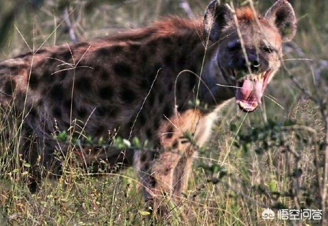 獴科巨鬣狗:鬣狗是猫科动物还是犬科动物？