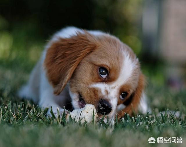 三月大松狮幼犬图片大全:松狮犬十三岁相当于人类多大？平时养护要注意哪些方面？