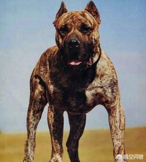 加纳利犬电影:有没有关于狗狗和人类的感人电影？