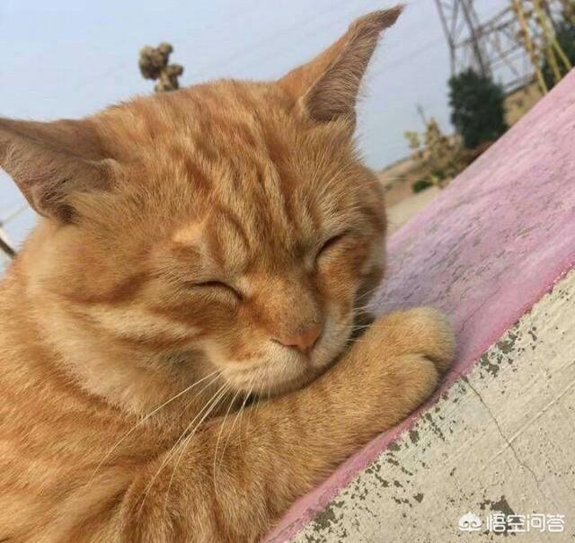 橘猫 花狸猫:橘猫和黄狸猫有什么区别呢？ 橘猫和花狸猫有什么区别