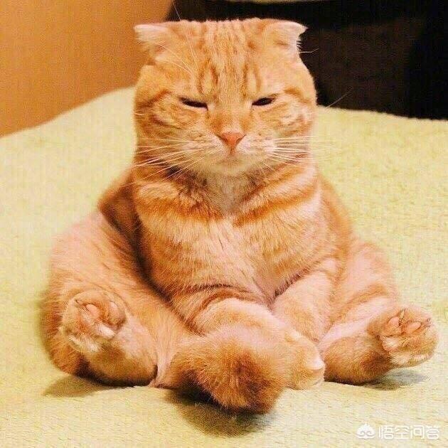 田园橘猫什么时候能发腮？期间需要注意哪些问题？