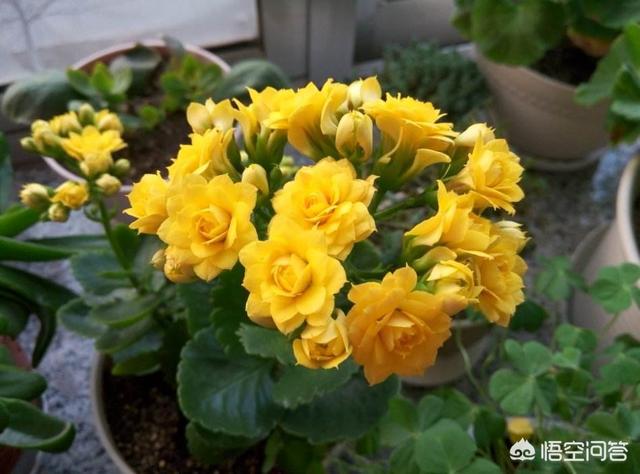 有哪些适合家养的家居植物 头条问答