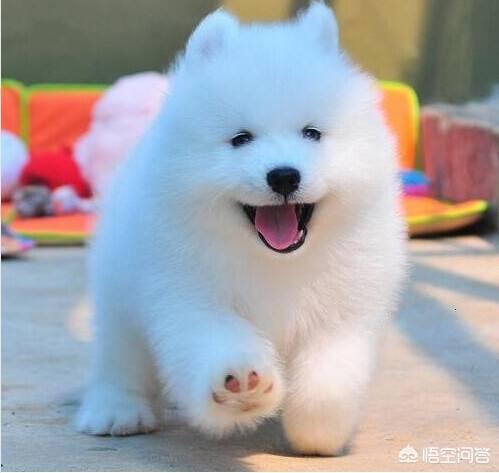 samoyed:萨摩耶，金毛犬，哪个好养？