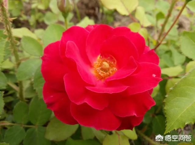 冯绍峰多少岁:10月16日，赵丽颖和冯绍峰结婚登记，如何看待娱乐圈婚姻