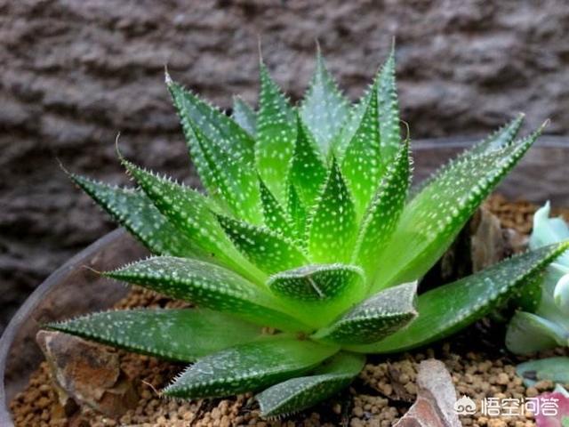 小型观花植物:想在小阳台养些花草，有哪些漂亮又不用照顾的品种推荐？