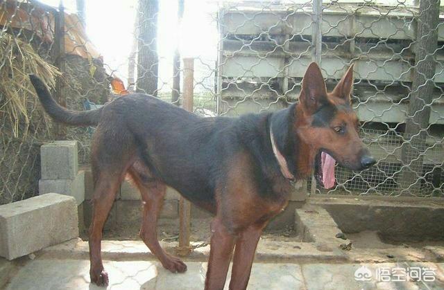 公莱州红犬多少钱一只:我国的莱州红犬还多吗？价格多少钱？