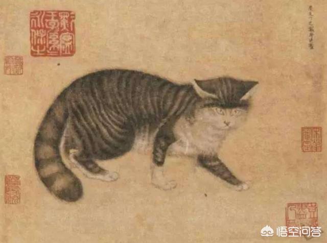 猫惊尸是真的吗:恐怖片中猫猫为何不能接近死人？