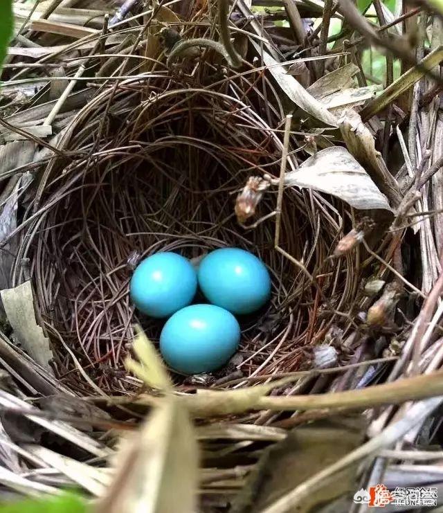 棕头鸦雀孵化条件:怎么搞得？鸟蛋是蓝色的？