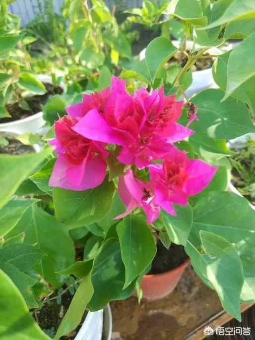 家里养梅花好吗:三角梅花能在室内养护吗？