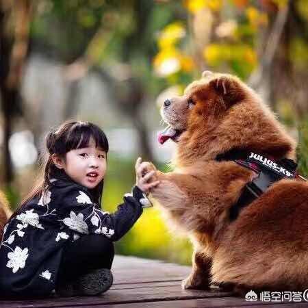 松狮幼犬视频:松狮幼犬图 如何给松狮幼犬喂养食物？