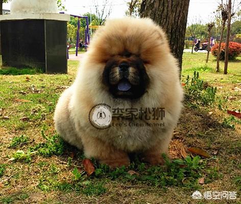 松狮幼犬视频:松狮幼犬图 如何给松狮幼犬喂养食物？