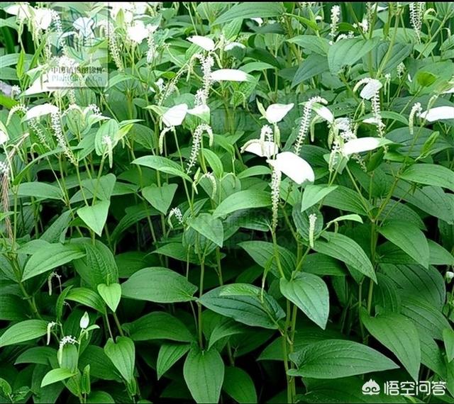 白花蛇舌草和半枝莲的功效与作用 半边莲和蛇舌草可以治疗癌症吗 我要软文网