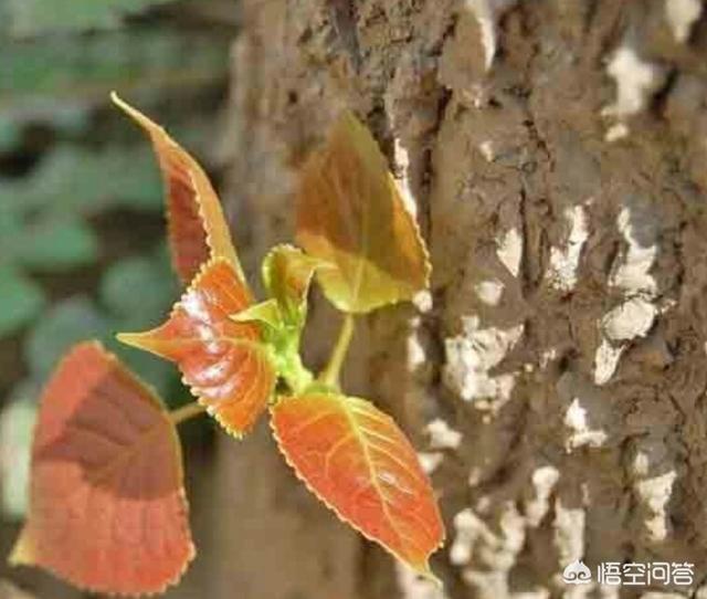 白杨树的害虫有哪些:杨树都有哪些常见病虫害，如何防治？