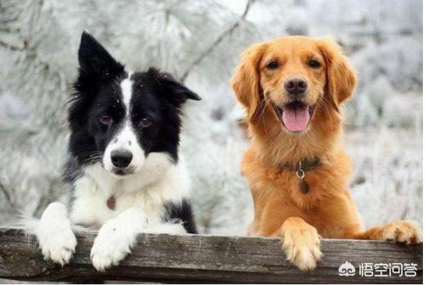 英国激飞猎犬和边牧:边境牧羊犬与其他狗狗相比，有什么优势？
