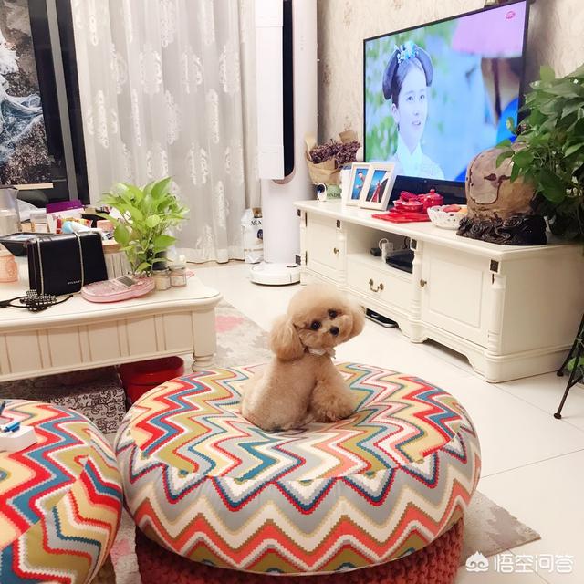 宠物美容价格表:开个宠物美容店大概多少钱？