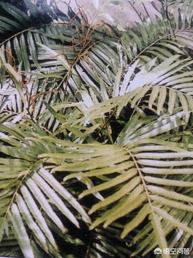钩虫病有哪些:钩虫病有哪些 钩虫感染对孩子的健康有什么危害？