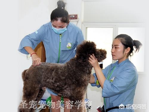 成都宠物美容师培训班:在成都学习宠物美容哪家学校好？ 成都宠物美容师培训班多少钱,需要学多久