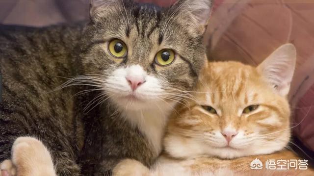 怎么确定猫认主人了咕噜咕噜:怎么判断猫咪是否信任你？