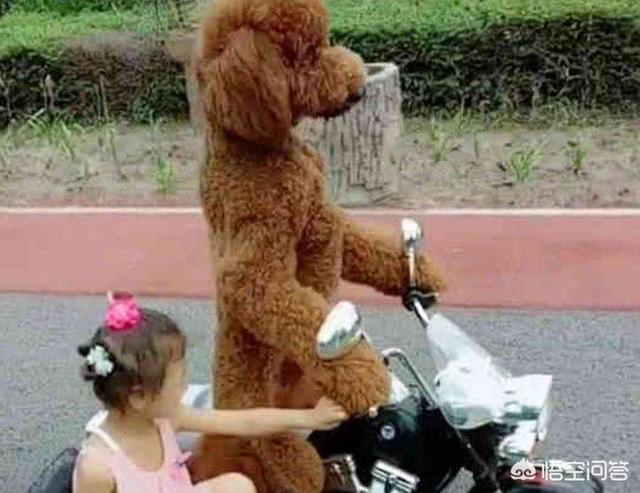 介绍贵妇人犬:宠物数量排行榜第一的泰迪狗，为何如此受欢迎？