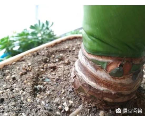 水养滴水观音的养殖方法和注意事项:滴水观音的叶子先软然后干了是什么回事？应该如何养植这种植物？