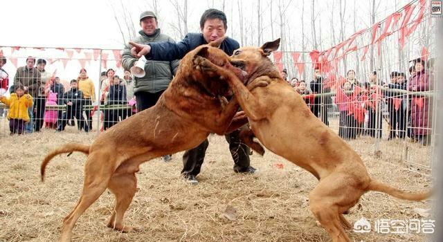 比特名犬介绍:比特狗害怕什么该犬有顽强的意志？