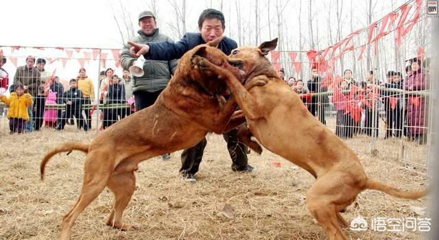 美国比特犬玩家:你觉得比特犬天生的使命是什么？