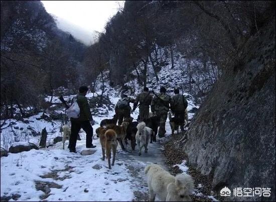 丰山犬:中国有一种狗叫太行犬，这是真的吗？这种狗怎么样？