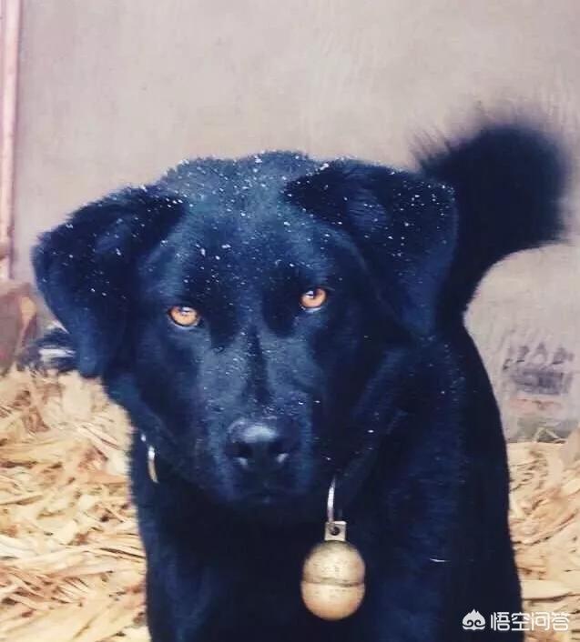 丰山犬:中国有一种狗叫太行犬，这是真的吗？这种狗怎么样？