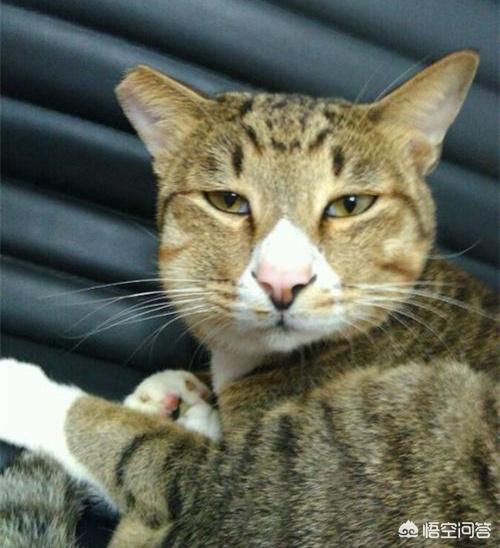 猫咪绝育表情亮了:两岁多的公猫，绝育后呕吐怎么办？