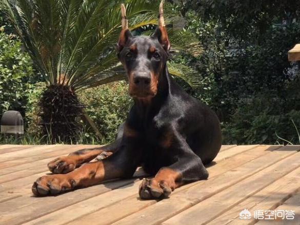 纯杜宾狗照片:杜宾犬有什么优点，家里可以饲养吗？