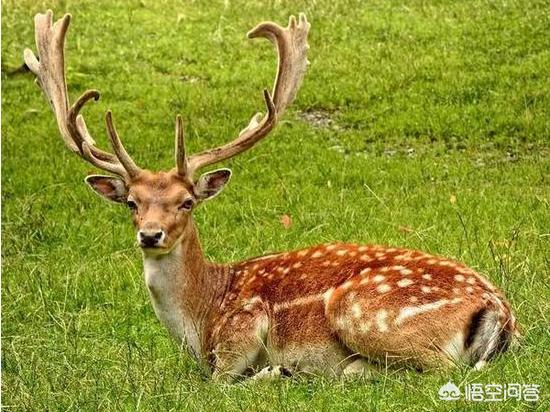 领养鹿犬:鹿能当宠物养吗？要不要证件？多少钱呢？