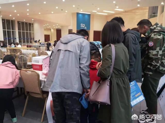 上海宠物展团购:哪里可以查到2018年宠物用品展会的信息？ 2021上海宠物展