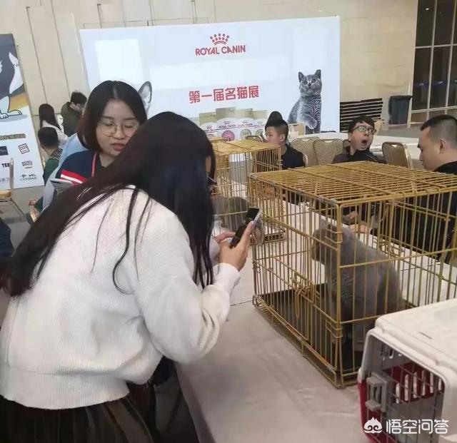 上海宠物展团购:哪里可以查到2018年宠物用品展会的信息？ 2021上海宠物展