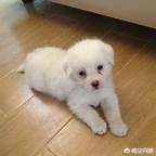 拉布拉多幼犬怎么补钙:狗狗补微量元素要吃点什么？