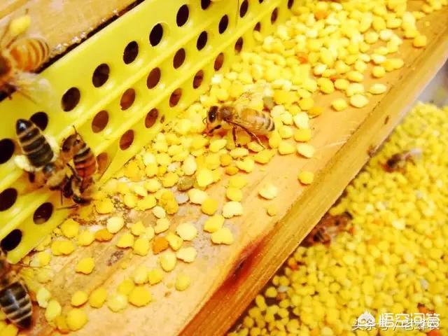 油菜花有啥功效和作用，蜂花粉的主要用途是什么菜花粉与茶花粉各有什么区别
