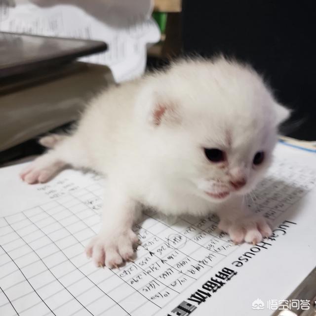 头条问答- 如何通过猫咪的行为和表现来检查判断猫咪是否生病？(被嫌弃 